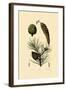 Weymouth Pine, 1833-39-null-Framed Giclee Print