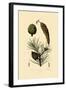 Weymouth Pine, 1833-39-null-Framed Giclee Print