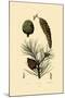 Weymouth Pine, 1833-39-null-Mounted Giclee Print