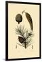 Weymouth Pine, 1833-39-null-Framed Giclee Print