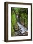 Whaiti-Nui-A-Toi Canyon, Whirinaki Forest Park, Bay of Plenty, North Island, New Zealand-Rainer Mirau-Framed Photographic Print