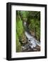 Whaiti-Nui-A-Toi Canyon, Whirinaki Forest Park, Bay of Plenty, North Island, New Zealand-Rainer Mirau-Framed Photographic Print