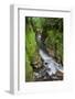 Whaiti-Nui-A-Toi Canyon, Whirinaki Forest Park, Bay of Plenty, North Island, New Zealand-Rainer Mirau-Framed Photographic Print