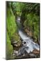 Whaiti-Nui-A-Toi Canyon, Whirinaki Forest Park, Bay of Plenty, North Island, New Zealand-Rainer Mirau-Mounted Photographic Print