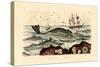 Whale, 1833-39-null-Stretched Canvas