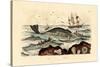 Whale, 1833-39-null-Stretched Canvas