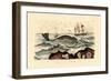 Whale, 1833-39-null-Framed Giclee Print