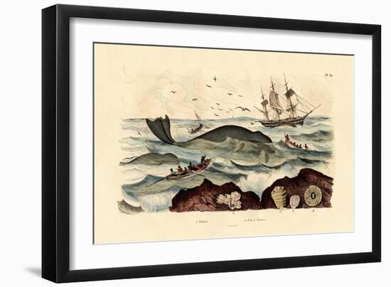 Whale, 1833-39-null-Framed Giclee Print