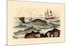 Whale, 1833-39-null-Mounted Giclee Print