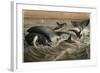 Whale and Orca by Alfred Edmund Brehm-Stefano Bianchetti-Framed Giclee Print