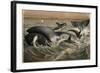 Whale and Orca by Alfred Edmund Brehm-Stefano Bianchetti-Framed Giclee Print