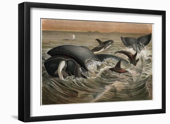 Whale and Orca by Alfred Edmund Brehm-Stefano Bianchetti-Framed Giclee Print