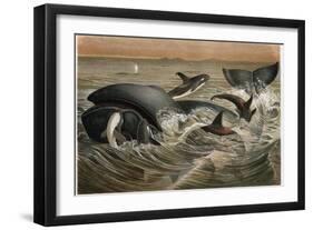 Whale and Orca by Alfred Edmund Brehm-Stefano Bianchetti-Framed Giclee Print
