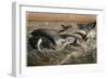 Whale and Orca by Alfred Edmund Brehm-Stefano Bianchetti-Framed Giclee Print