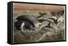 Whale and Orca by Alfred Edmund Brehm-Stefano Bianchetti-Framed Stretched Canvas