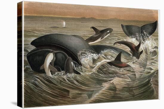 Whale and Orca by Alfred Edmund Brehm-Stefano Bianchetti-Stretched Canvas