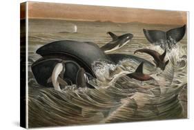 Whale and Orca by Alfred Edmund Brehm-Stefano Bianchetti-Stretched Canvas