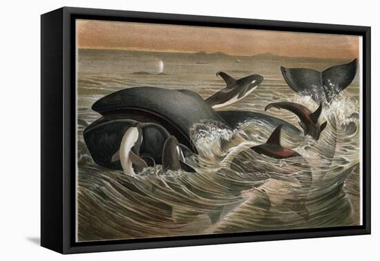 Whale and Orca by Alfred Edmund Brehm-Stefano Bianchetti-Framed Stretched Canvas