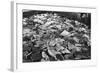 Whale Blubber, Magdalene Bay, Spitzbergen, Norway, 1929-null-Framed Giclee Print