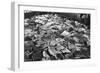 Whale Blubber, Magdalene Bay, Spitzbergen, Norway, 1929-null-Framed Giclee Print