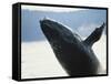 Whale Breaching, Leconte Glacier, Alaska, USA-Stuart Westmoreland-Framed Stretched Canvas