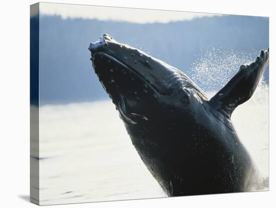 Whale Breaching, Leconte Glacier, Alaska, USA-Stuart Westmoreland-Stretched Canvas