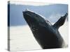 Whale Breaching, Leconte Glacier, Alaska, USA-Stuart Westmoreland-Stretched Canvas