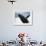 Whale Breaching, Leconte Glacier, Alaska, USA-Stuart Westmoreland-Framed Photographic Print displayed on a wall