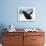 Whale Breaching, Leconte Glacier, Alaska, USA-Stuart Westmoreland-Framed Photographic Print displayed on a wall