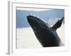 Whale Breaching, Leconte Glacier, Alaska, USA-Stuart Westmoreland-Framed Photographic Print