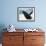 Whale Breaching, Leconte Glacier, Alaska, USA-Stuart Westmoreland-Framed Photographic Print displayed on a wall