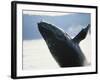 Whale Breaching, Leconte Glacier, Alaska, USA-Stuart Westmoreland-Framed Photographic Print