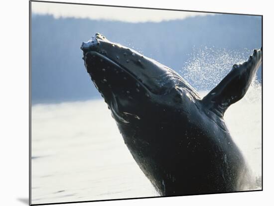 Whale Breaching, Leconte Glacier, Alaska, USA-Stuart Westmoreland-Mounted Photographic Print