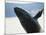 Whale Breaching, Leconte Glacier, Alaska, USA-Stuart Westmoreland-Mounted Photographic Print