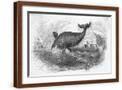 Brown Frame