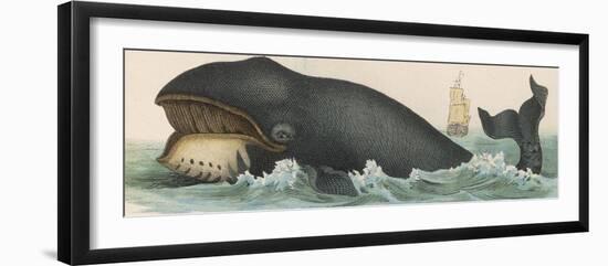 Whale, c.1870-null-Framed Photographic Print
