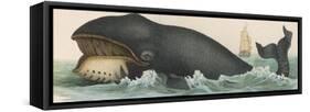 Whale, c.1870-null-Framed Stretched Canvas