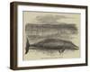 Whale Captured at the Grune-Point, Cumberland-null-Framed Giclee Print