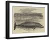 Whale Captured at the Grune-Point, Cumberland-null-Framed Giclee Print