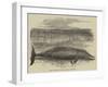 Whale Captured at the Grune-Point, Cumberland-null-Framed Giclee Print