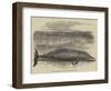 Whale Captured at the Grune-Point, Cumberland-null-Framed Giclee Print