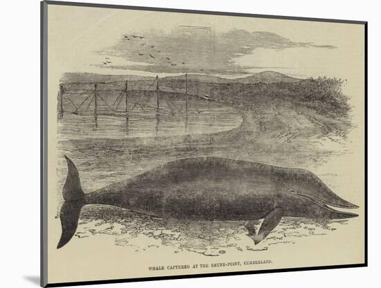 Whale Captured at the Grune-Point, Cumberland-null-Mounted Giclee Print