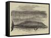 Whale Captured at the Grune-Point, Cumberland-null-Framed Stretched Canvas