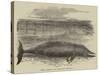 Whale Captured at the Grune-Point, Cumberland-null-Stretched Canvas