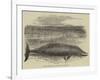 Whale Captured at the Grune-Point, Cumberland-null-Framed Giclee Print