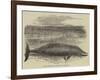 Whale Captured at the Grune-Point, Cumberland-null-Framed Giclee Print