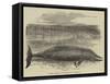 Whale Captured at the Grune-Point, Cumberland-null-Framed Stretched Canvas