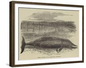 Whale Captured at the Grune-Point, Cumberland-null-Framed Giclee Print