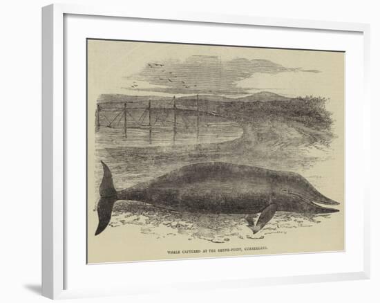 Whale Captured at the Grune-Point, Cumberland-null-Framed Giclee Print