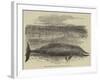 Whale Captured at the Grune-Point, Cumberland-null-Framed Giclee Print